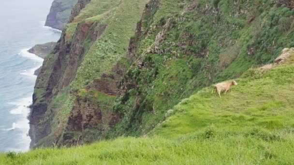 Punto Vista Lombada Velha Madeira Hermoso Sendero Enorme Acantilado Cerca — Vídeos de Stock