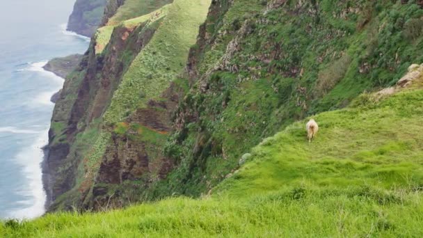 View Point Lombada Velha Madeira Beautiful Trail Huge Cliff Atlantic — Stock Video
