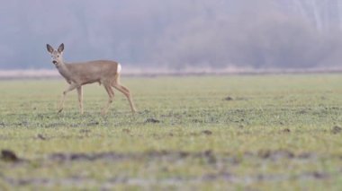 Güzel karacalar, sıcak, bahar ışığında Avrupa doğa.
