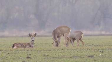 Güzel karacalar, sıcak, bahar ışığında Avrupa doğa.