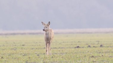 Güzel karacalar, sıcak, bahar ışığında Avrupa doğa.