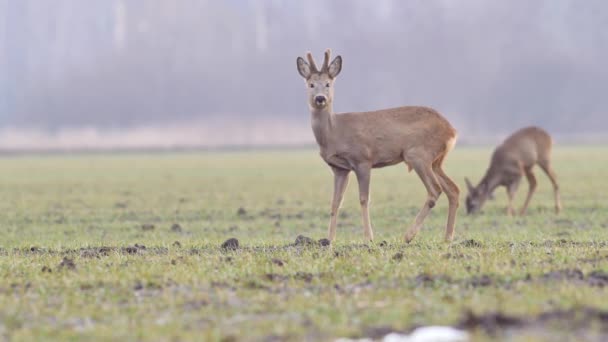 Mooie Roe Deers Europese Natuur Warm Lente Licht — Stockvideo