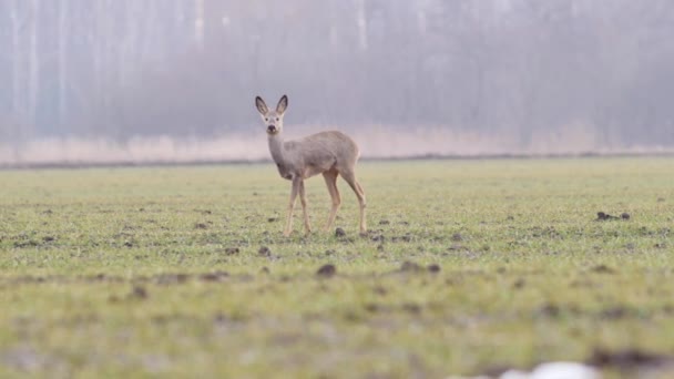 Bellissimi Caprioli Natura Europea Calda Luce Primaverile — Video Stock