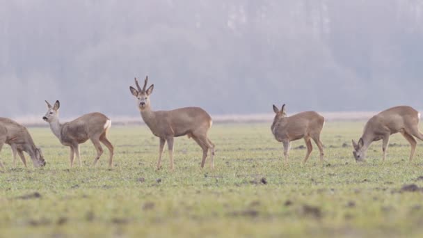 Belles Chevreuils Nature Européenne Chaud Lumière Printanière — Video