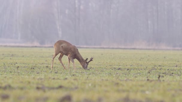 Belles Chevreuils Nature Européenne Chaud Lumière Printanière — Video