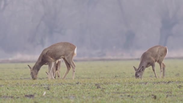 Belles chevreuils, nature européenne au chaud, lumière printanière .