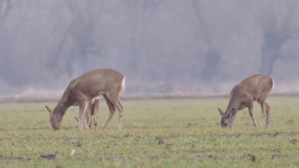 Belles Chevreuils Nature Européenne Chaud Lumière Printanière — Video