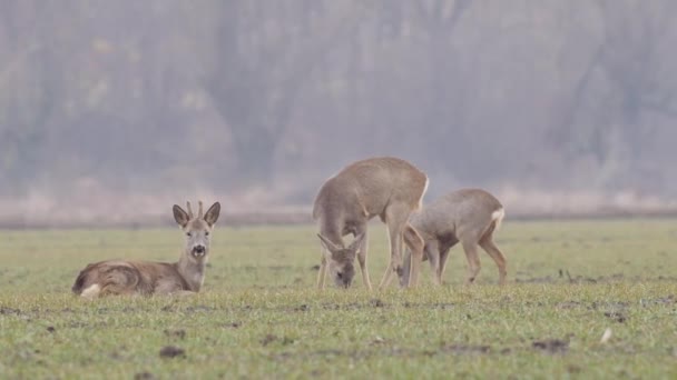 Vackra Roe Deers Europeisk Natur Varmt Vårljus — Stockvideo