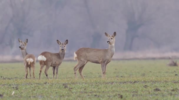 Beautiful Roe Deers European Nature Warm Spring Light — Stock Video