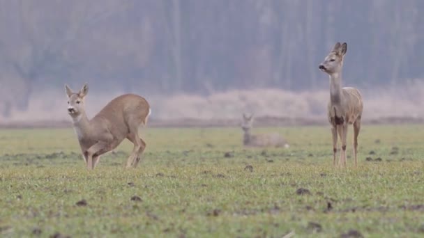 Belos Cervos Ovinos Natureza Europeia Quente Luz Primavera — Vídeo de Stock