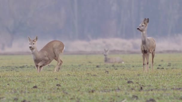 Mooie Roe Deers Europese Natuur Warm Lente Licht — Stockvideo