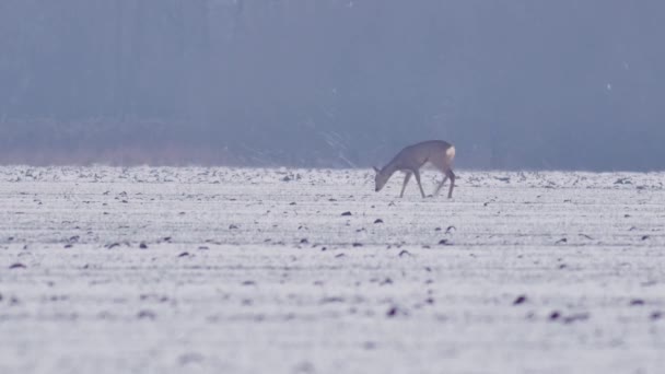 Piękne Roe Deers Zimowy Poranek Europie — Wideo stockowe