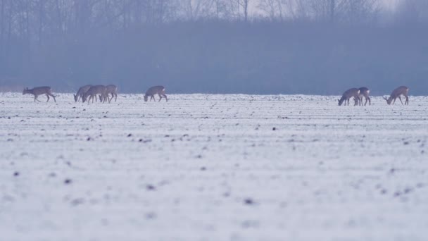 Красиві Roe Deers Зимовий Ранок Європі — стокове відео