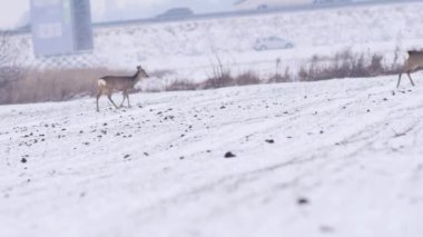 Güzel karaca deers, Avrupa 'da kış sabahı.