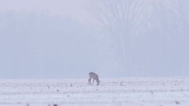 Güzel karaca deers, Avrupa 'da kış sabahı.