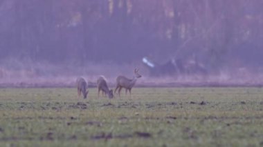 Güzel karacalar, sıcak, bahar ışığında Avrupa doğa.