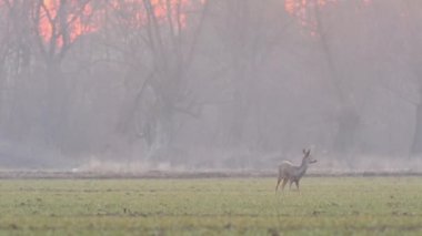 Güzel karacalar, sıcak, bahar ışığında Avrupa doğa.