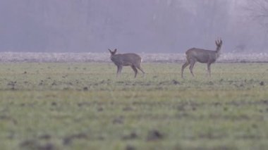 Güzel karacalar, sıcak, bahar ışığında Avrupa doğa.