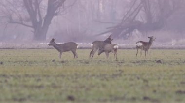 Güzel karacalar, sıcak, bahar ışığında Avrupa doğa.