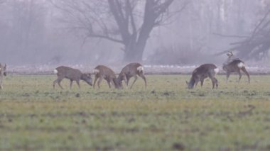 Güzel karacalar, sıcak, bahar ışığında Avrupa doğa.