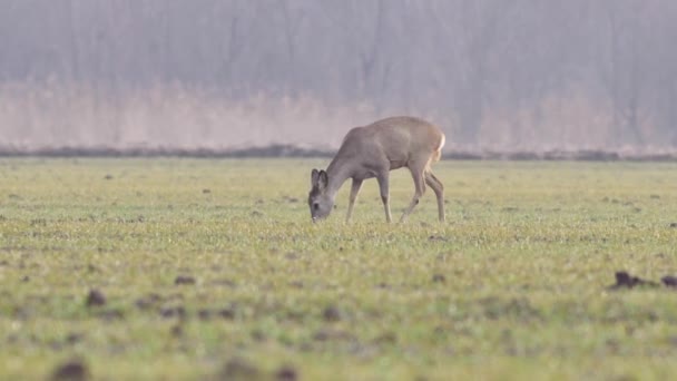 Hermosos Corzos Naturaleza Europea Caliente Luz Primavera — Vídeos de Stock