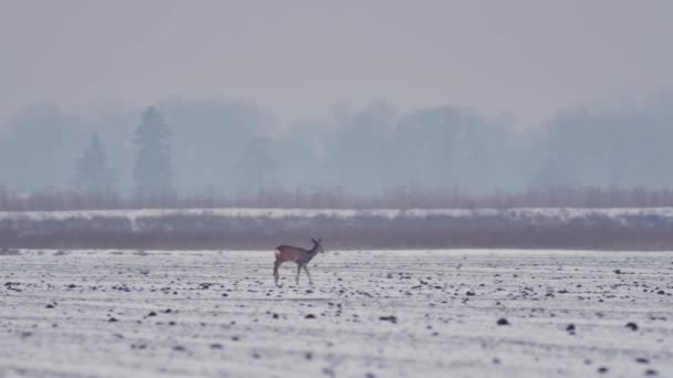 Deers 유럽에서 — 비디오