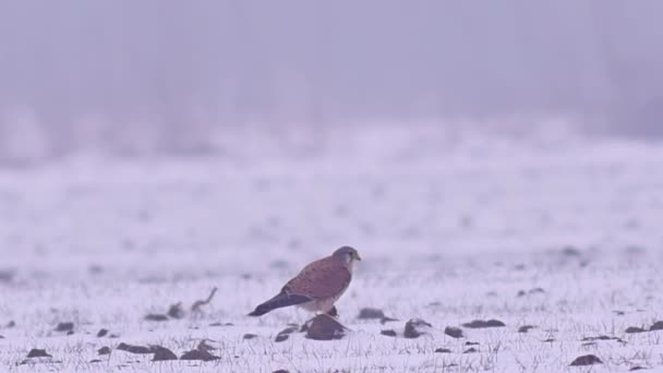 Piękne Roe Deers Zimowy Poranek Europie — Wideo stockowe