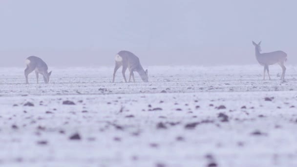 Beautiful Roe Deers Winter Morning Europe — Stock Video