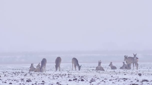 Красиві Roe Deers Зимовий Ранок Європі — стокове відео