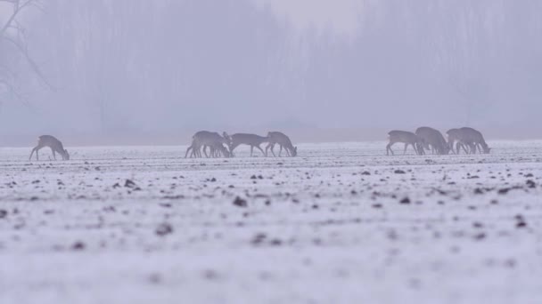 Belos Cervos Manhã Winter Europa — Vídeo de Stock