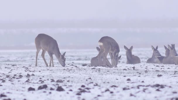 Beautiful Roe Deers Winter Morning Europe — Stock Video