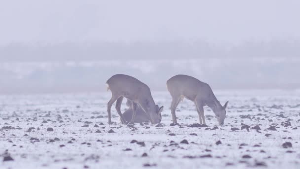 Vackra Löjrom Rådjur Vinter Morgon Europa — Stockvideo