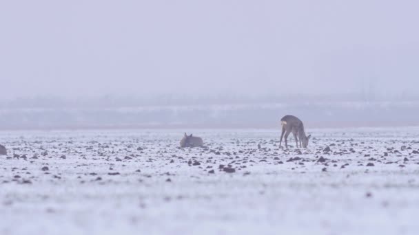 Mooie Roe Herten Winter Ochtend Europa — Stockvideo