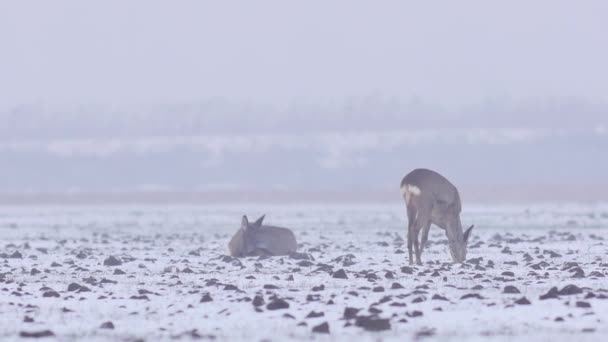 Schöne Rehe Wintermorgen Europa — Stockvideo