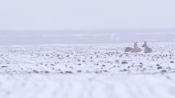 Mooie Roe Herten Winter Ochtend Europa — Stockvideo