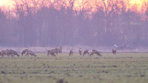 Piękne Sarny Europejska Natura Ciepłym Wiosennym Świetle — Wideo stockowe