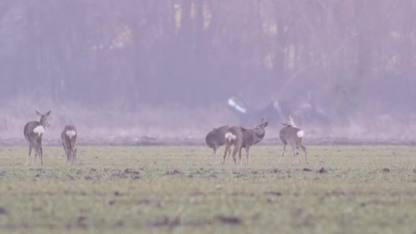 Beautiful Roe Deers European Nature Warm Spring Light — Stock Video