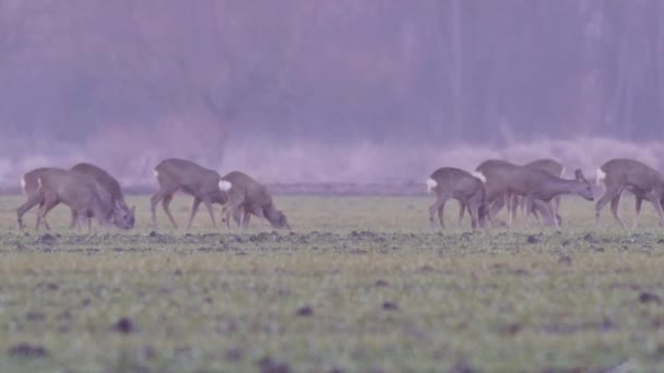 Vackra Roe Deers Europeisk Natur Varmt Vårljus — Stockvideo