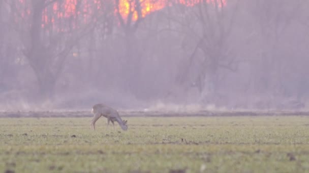 Mooie Roe Deers Europese Natuur Warm Lente Licht — Stockvideo