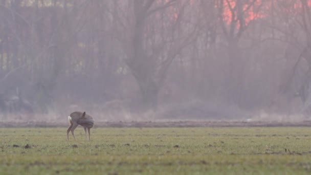 Vackra Roe Deers Europeisk Natur Varmt Vårljus — Stockvideo