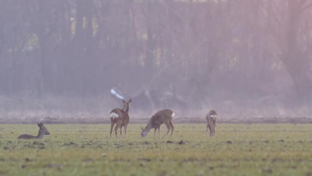 Belles Chevreuils Nature Européenne Chaud Lumière Printanière — Video