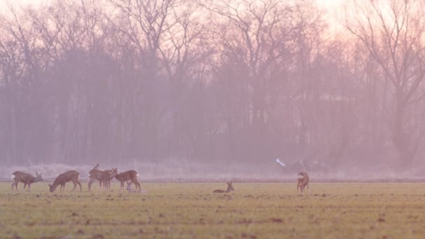 Beautiful Roe Deers European Nature Warm Spring Light — Stock Video