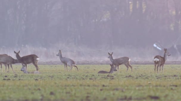 Belles Chevreuils Nature Européenne Chaud Lumière Printanière — Video