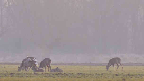 Bellissimi Caprioli Natura Europea Calda Luce Primaverile — Video Stock