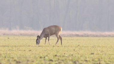 Güzel karacalar, sıcak, bahar ışığında Avrupa doğa.