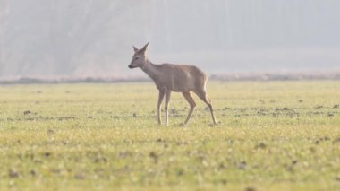 Güzel karacalar, sıcak, bahar ışığında Avrupa doğa.