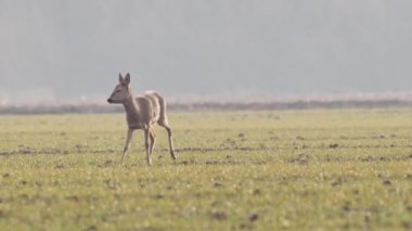 Güzel karacalar, sıcak, bahar ışığında Avrupa doğa.