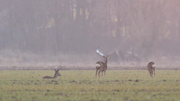 Belles chevreuils, nature européenne au chaud, lumière printanière .