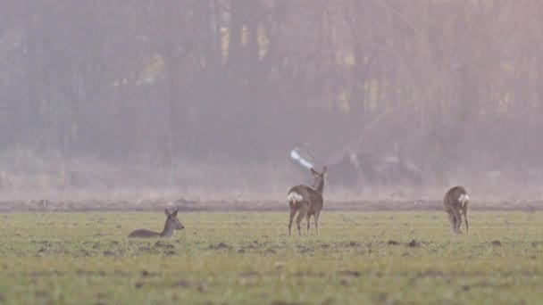 Mooie Roe Deers Europese Natuur Warm Lente Licht — Stockvideo