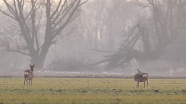 Mooie Roe Deers Europese Natuur Warm Lente Licht — Stockvideo